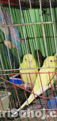 একজোড়া নয়নাভিরাম বাজারিগার পাখি